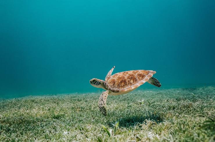 Green Sea Turtle