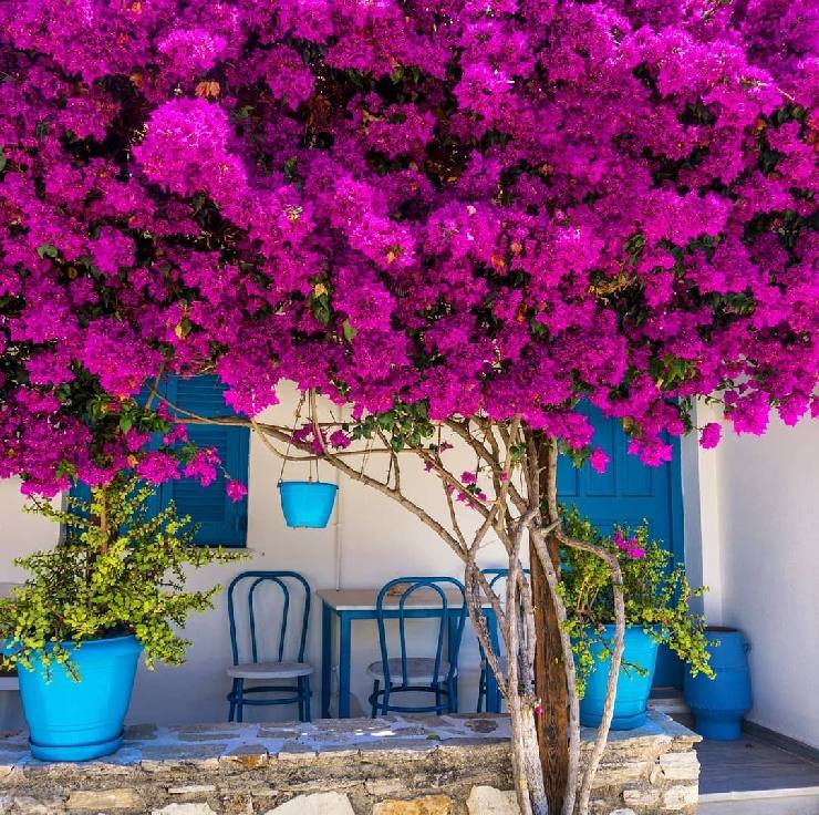 Bougainvillea