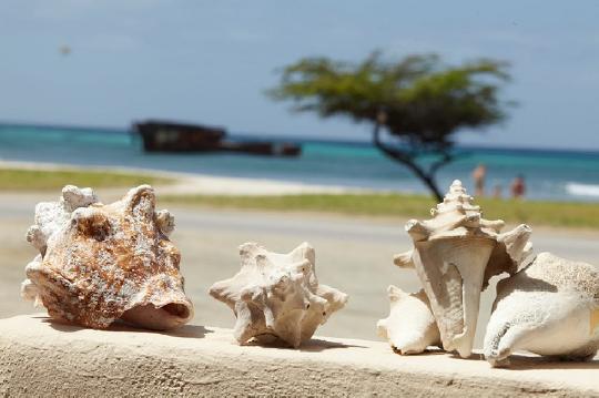 conch shells